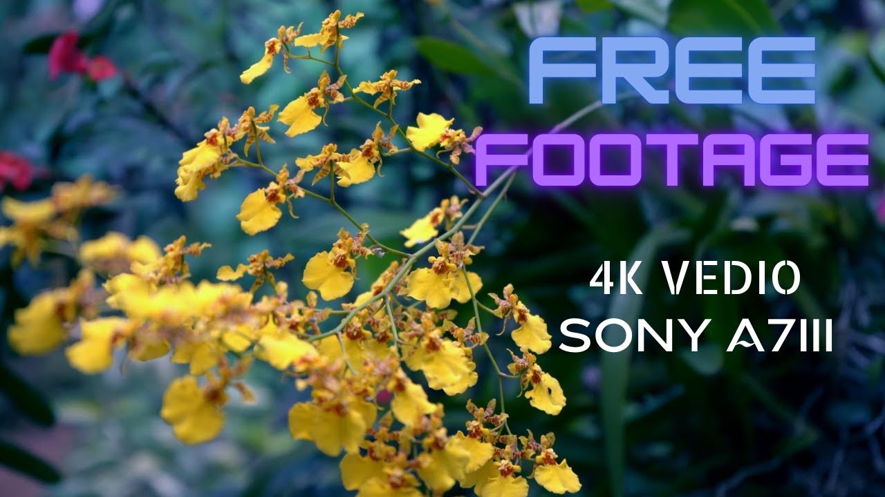 FREE FOOTAGE | 4K VEDIO | SONY a7 III