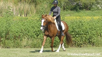 Teddy - walk, trot, canter, transitions! - ValleyViewRanch.net