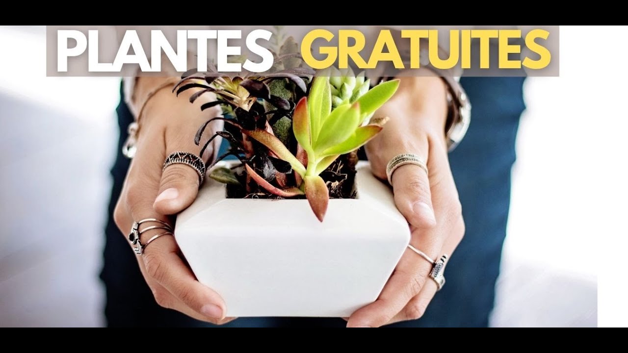 Comment Faire Des Plantes Gratuites A La Maison