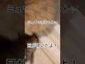 【ミュウの赤ちゃん目が開いた】#ペルシャ猫 #物流#shorts