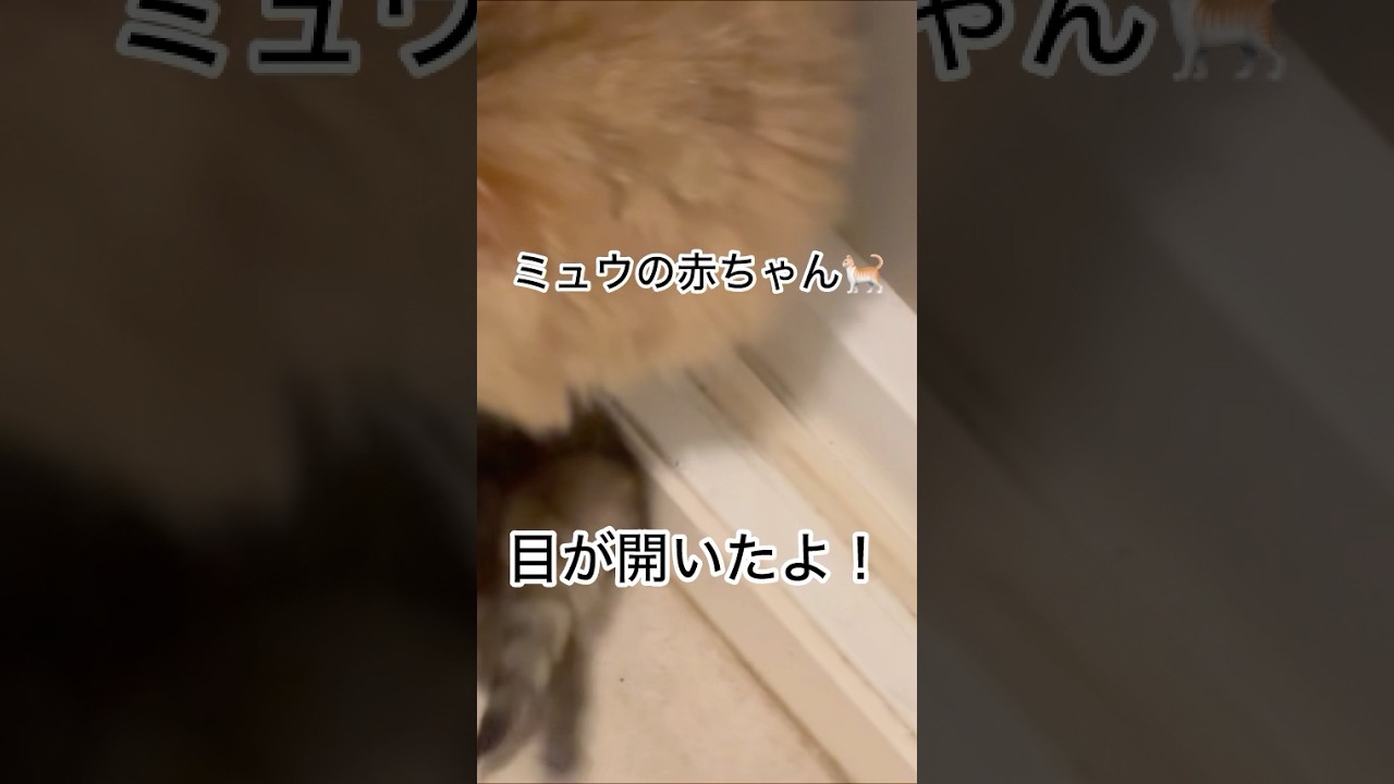 【ミュウの赤ちゃん目が開いた】#ペルシャ猫 #物流#shorts