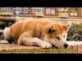 9 ஆண்டுகள் காத்திருந்த நாய்… உண்மையான அன்பின் சின்னம் ❤️#Hachiko #Loyalty #TrueLove #tamilvoiceover 
