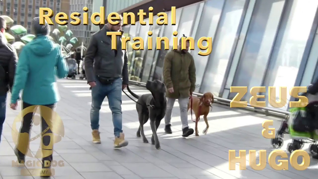 hugo dog training