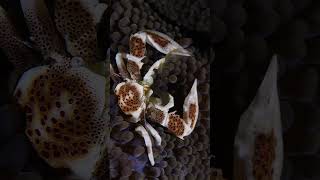 Porcelain crab #bugdreamer #macro #nature #crustacean #underwater
