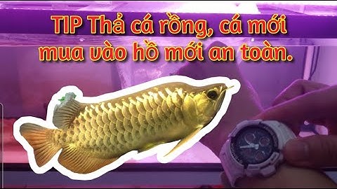 TIP thả cá Rồng, cá la hán mới mua vào hồ mới an toàn hiệu quả không bị sốc nước A đến Z