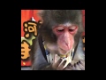 焼き芋菓子をたべるまさる　Masaru eats baked sweet potato snack