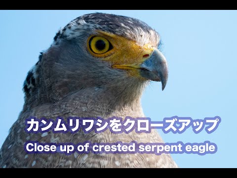 【国指定特別天然記念物】カンムリワシをクローズアップ Close up of crested serpent eagle Wild Birds 4K