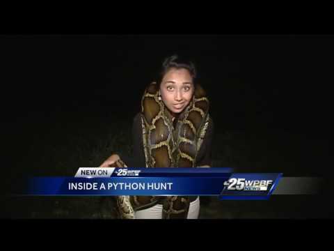 Inside a python hunt