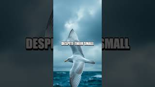 The Astonishing Leap Of The Kittiwake