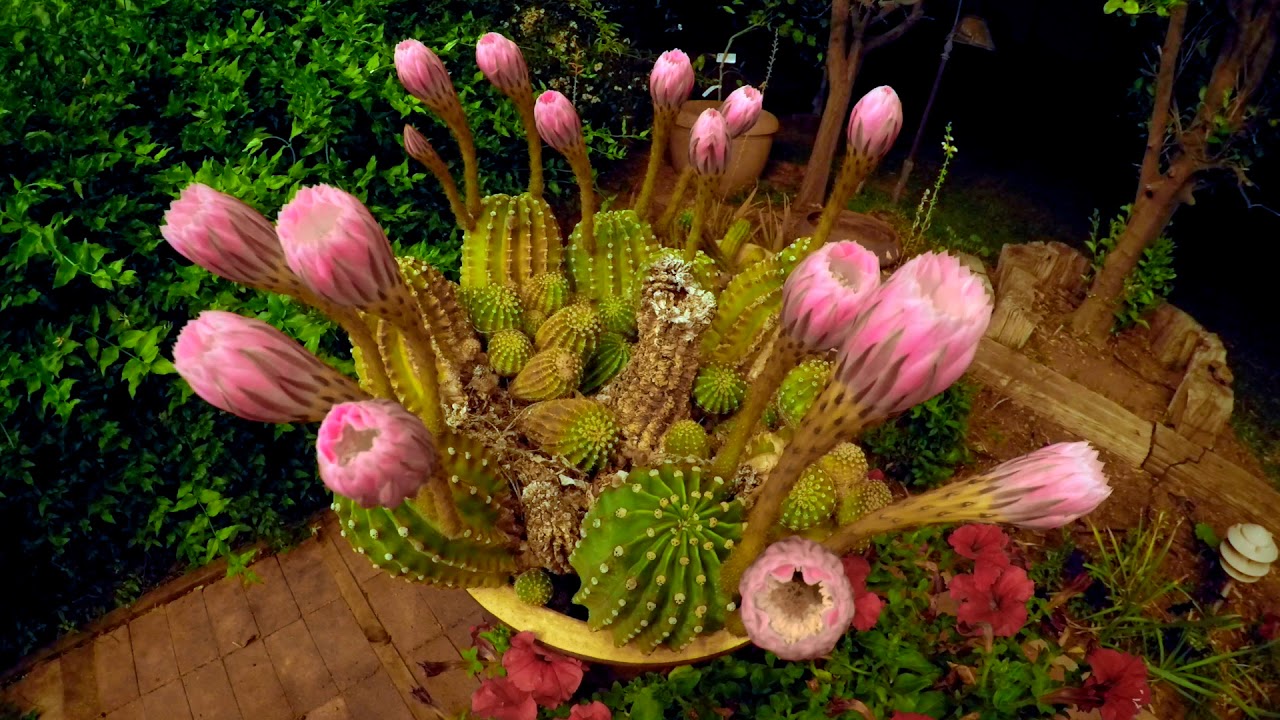psst...Do you know what cactus do at night - Deflower - RARE flowers