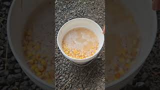 Fermenting Corn