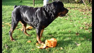 Rottweiller Lucky Destroyed Halloween Pumpkins