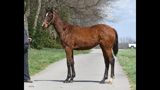 FOR SALE: 2021 Thoroughbred Filly by UPSTART