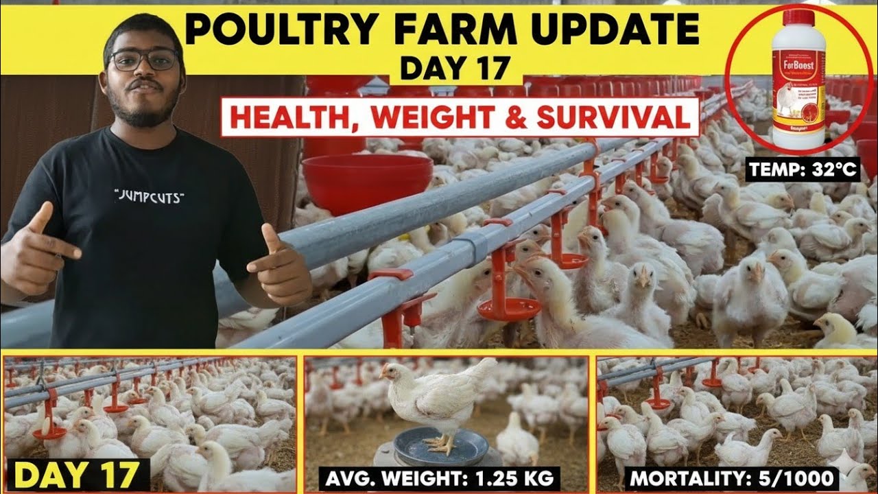 Day 17 Poultry🐔 Update: Medicine💊, Weight & Mortality Control✅️