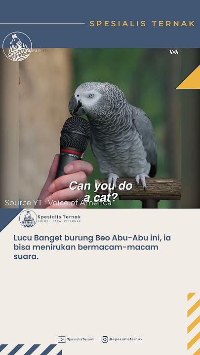 Burung Beo Abu-Abu Berbicara