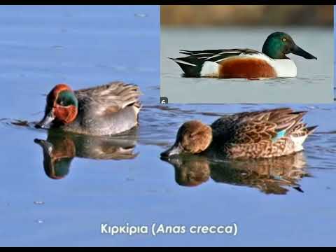 صوت حذاف بربش Mb3 