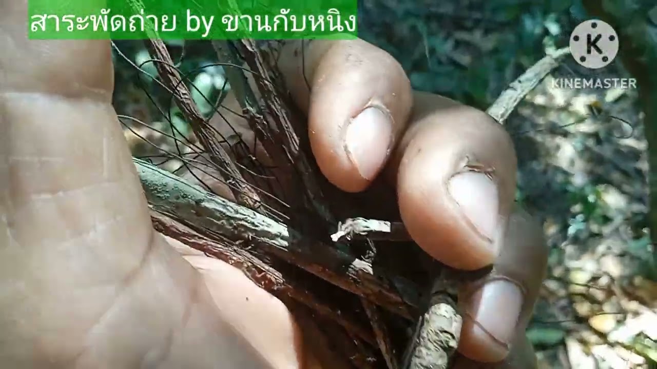 Ep.39 ตามหาเครือเขาหลง(แบบบิด)