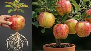 Grow Unlimited Apple Trees Without Seeds! (Propagate Like a Pro)