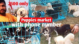 Puppies Market outside dog show || Dog show Puppies Market