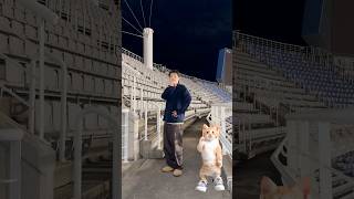 무냥이와 고양이😺 #TheKingDom #더킹덤 #TKD #MUJIN #무진 #shorts