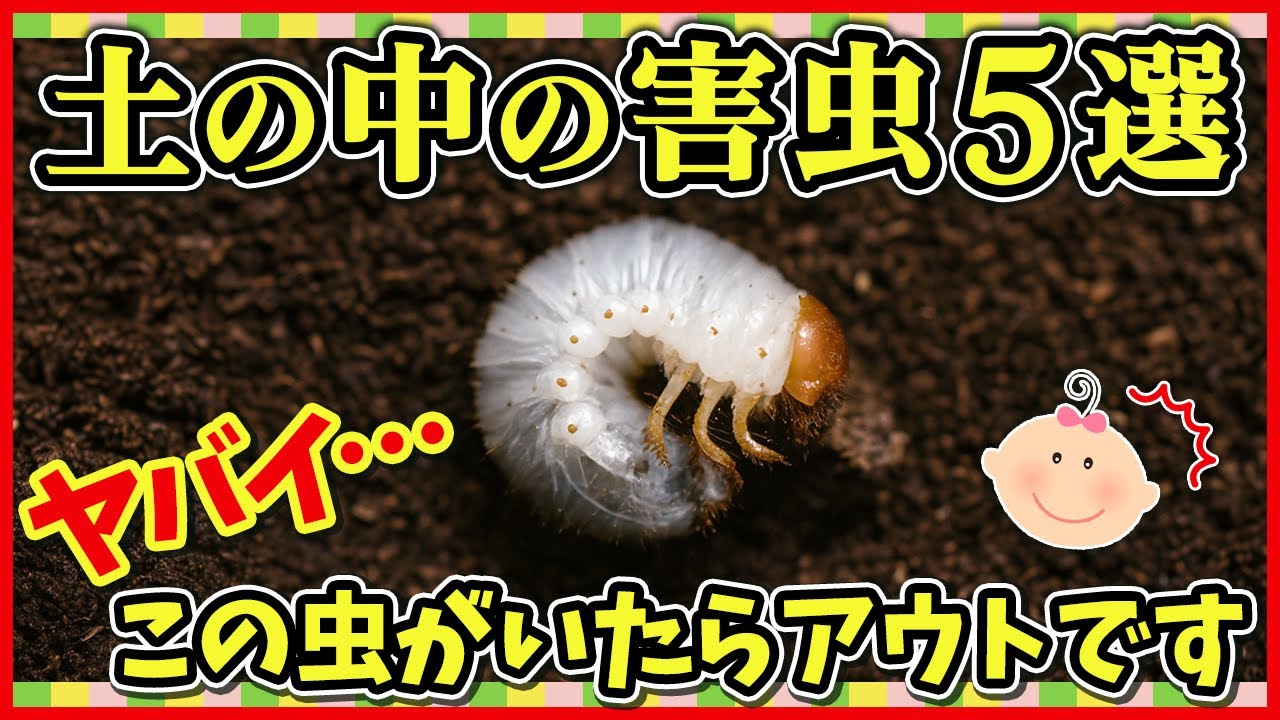 野菜をダメにする最悪な害虫と最強の防除法~家庭菜園・土の中の害虫・ダイヤジノン~