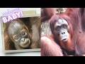 Mother Orangutan the Day Before Giving Birth / 出産前日の母オランウータンの様子