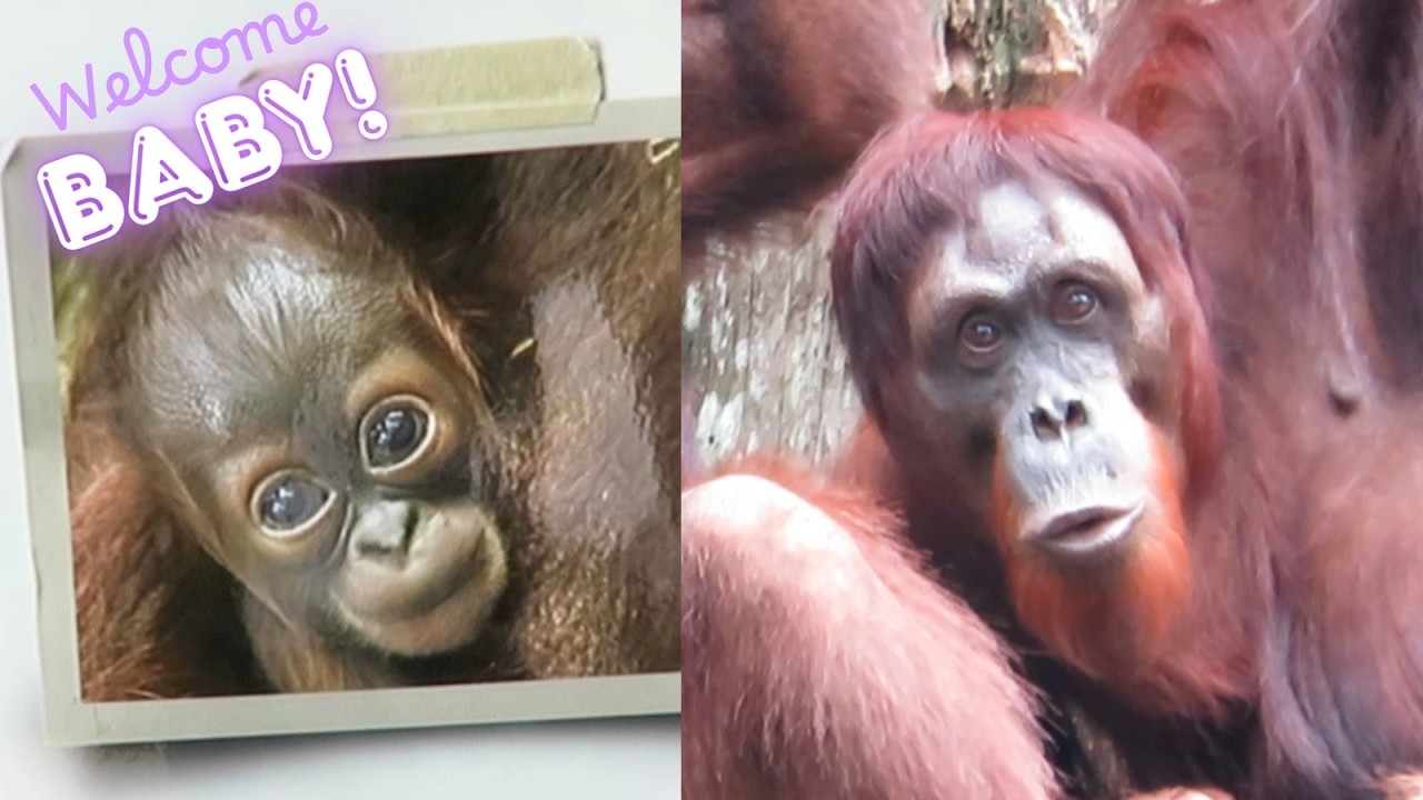 Mother Orangutan the Day Before Giving Birth / 出産前日の母オランウータンの様子