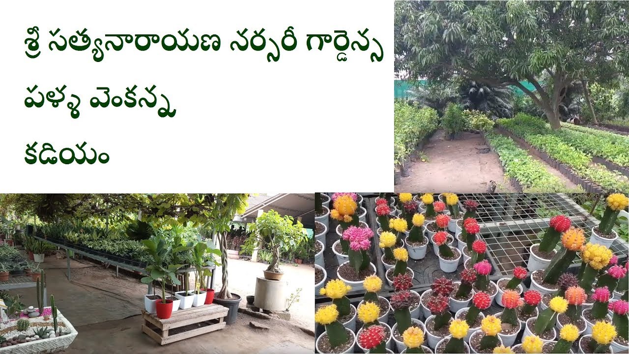 BEST OF THE BEST KADIYAM NURSERIES SRI SATYANARAYANA NURSERY GARDENS