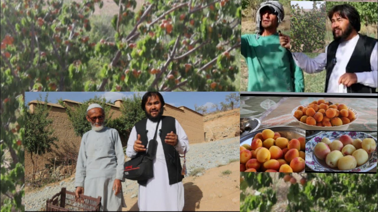 گزارش خیلی جالب از غوره قیسی بند برلان از چیدن تا شیوه کشته کردن به سلفری 