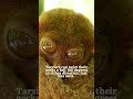 Incredible Tarsier Facts - The Smallest Monkey #shortsyoutube