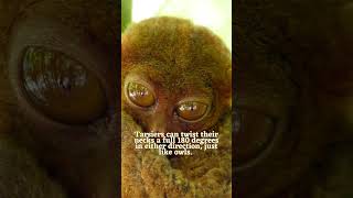 Incredible Tarsier Facts - The Smallest Monkey #shortsyoutube