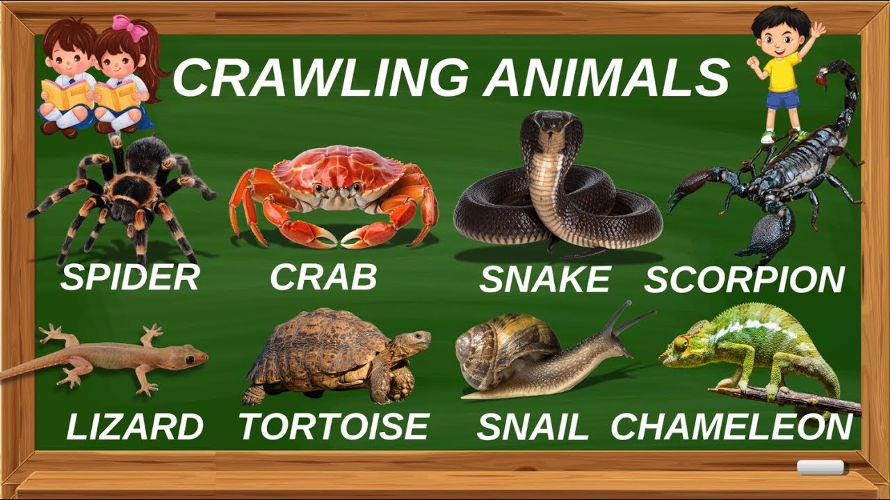 20 Crawling Animal Names for Kids