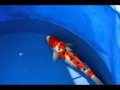 正井養鯉場産　大正三色　２才　52㎝