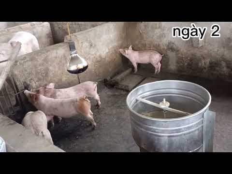 Bỏ phố về quê xây chuồng trại nuôi lợn mô hình khép kín (P1)