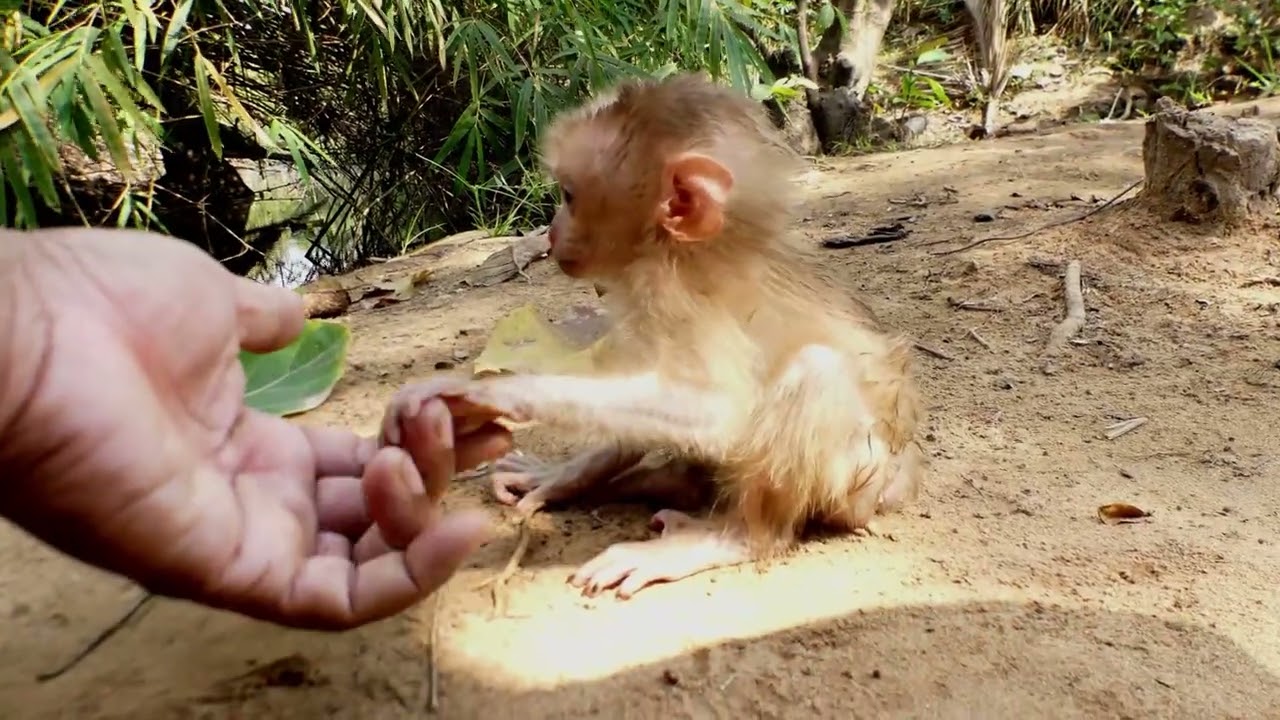 After drinking milk, the newborn monkey reached out and grabbed our hand.