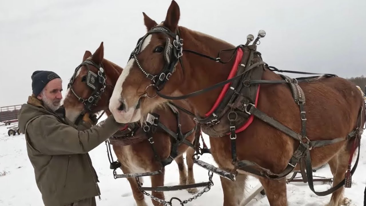 LADY IS BACK IN THE HARNESS... How Will She Do?!!!  