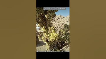 ٧ أبريل ٢٠٢٢تلاوة خاشعة للشيخ ريان المحيسني