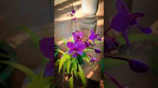 Capturing Blossoms: Photography Tips for Stunning Flower Shots