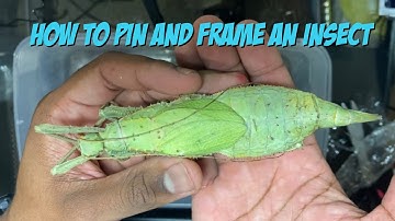 How To Pin And Frame An Insect!