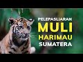 Pelepasliaran Muli Harimau Sumatera