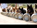 20 Best Trained &amp; Disciplined Dogs in the World