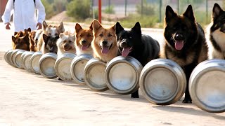 20 Best Trained &amp; Disciplined Dogs in the World