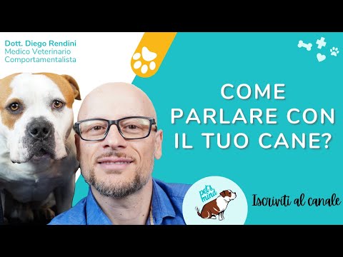 Video: Come incoraggiare un cane timido a giocare