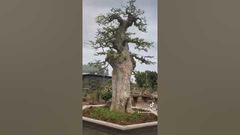 Duối rừng khủng khai thác