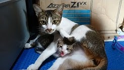 Anak Kucing meong Lucu udah bisa Jalan Funny Cat Meow  - Durasi: 5:52. 