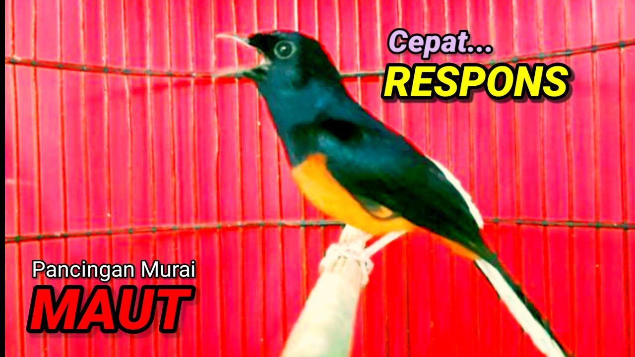 SUARA MURAI BATU TRAH JUARA untuk Pancingan Murai Batu agar BUNYI DAN EMOSI pasti NYAUT