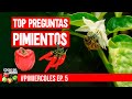 TOP 7 Consultas del Cultivo de Pimiento Chile Ají #PIMIERCOLES Ep 5