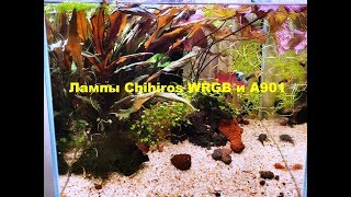 :  Chihiros WRGB  A901