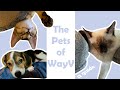 The Pets of WayV (a guide)