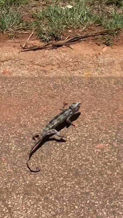 A Malagasy Giant Chameleon crossing the road in Madagascar!